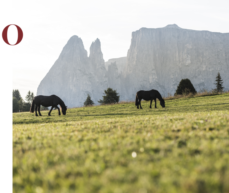 Rifugio Molignon Alpe di Siusi | Natura pura nelle Alpi altoatesine: passeggiate a cavallo sull'Alpe di Siusi con vista sul Monte Lungo e Plattkofel L'immagine mostra due cavalli sul prato. Sullo sfondo si vede lo Sciliar.