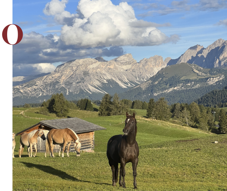 Rifugio Molignon Alpe di Siusi | Equitazione nell'idillio alpino dell'Alto Adige: Alpe di Siusi e le maestose Dolomiti L'immagine mostra alcuni cavalli nel prato dell'Alpe di Siusi.